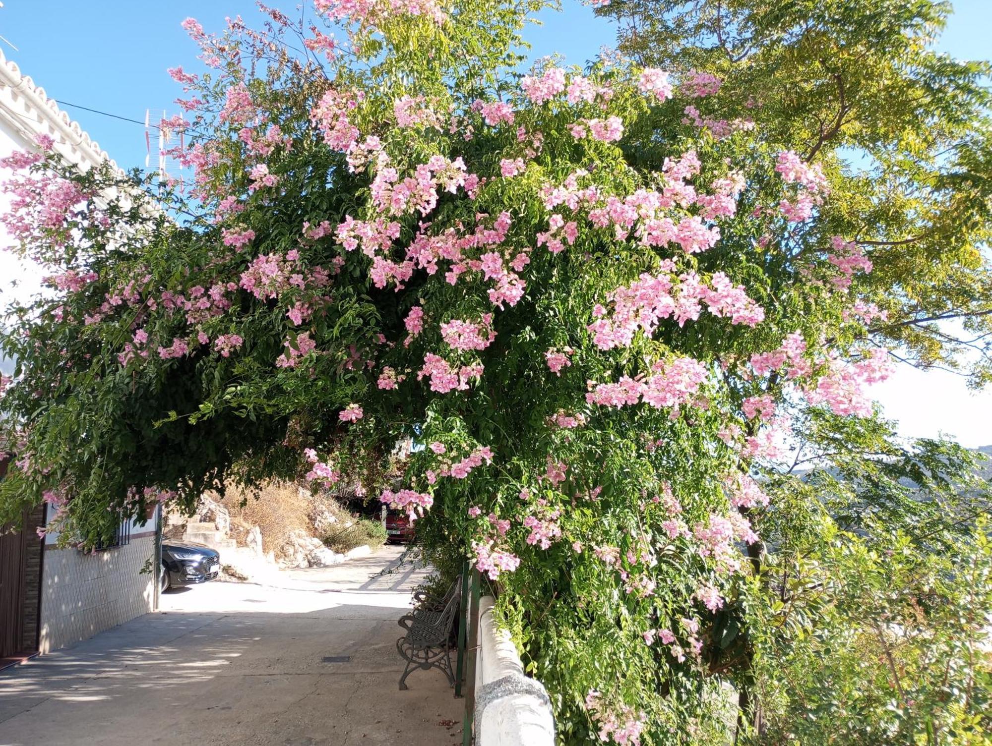 Sweet Water Caminito Del Rey Bed and Breakfast Carratraca Esterno foto